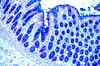 Colloidal Iron -osoitusvärjäyskitti