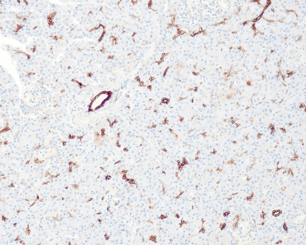 Cytokeratin 7 (QR049) Rb 1,0 ml konsentraatti