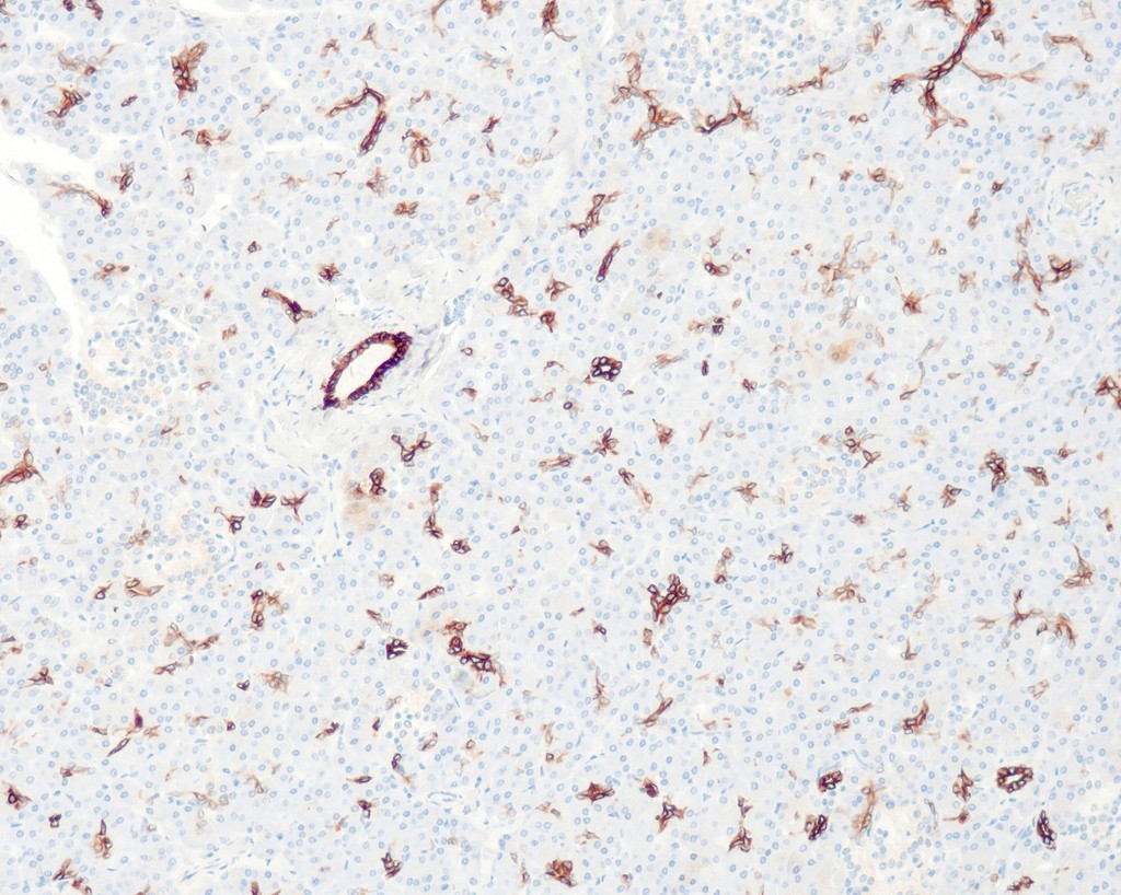 Cytokeratin 7 (QR049) Rb 3 ml RTU liuos