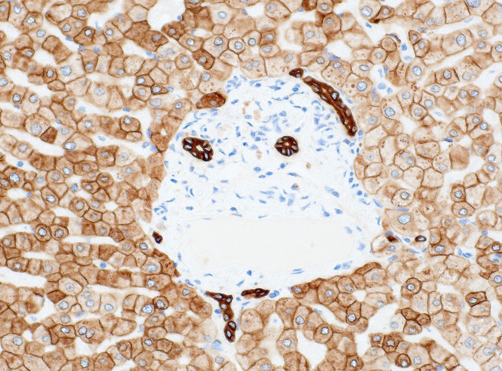Cytokeratin pan (QR124) Rb 7 ml RTU liuos