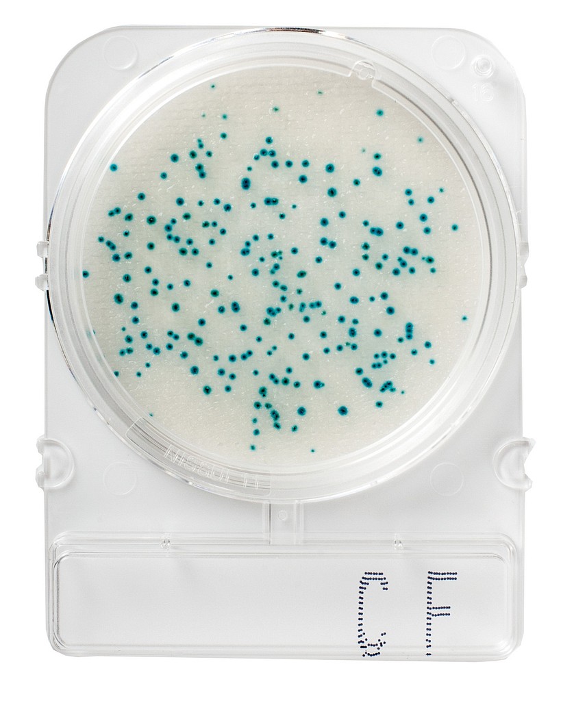 Compact Dry Bacillus cereus, X-BC**